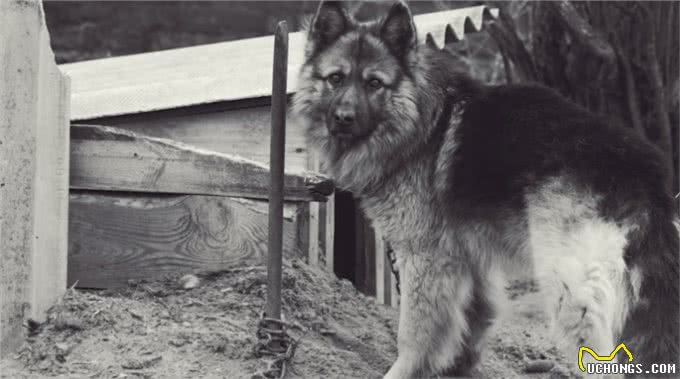 狗狗被主人锁在后院多年,第一次看到海,它激动得嗷嗷叫