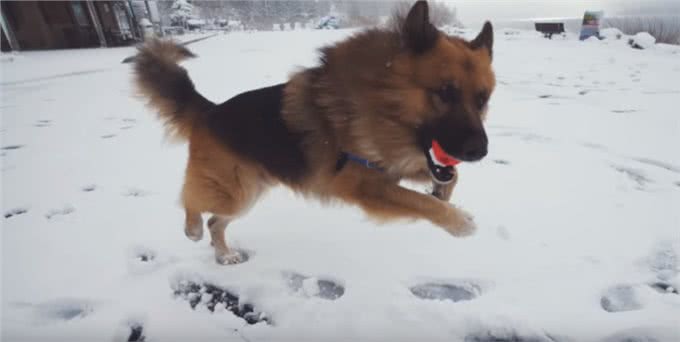 狗狗被主人锁在后院多年,第一次看到海,它激动得嗷嗷叫