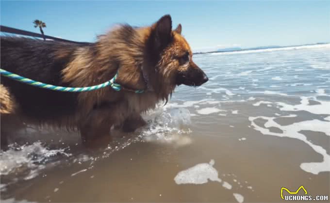 狗狗被主人锁在后院多年,第一次看到海,它激动得嗷嗷叫