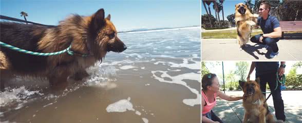 狗狗被主人锁在后院多年，第一次看到海，它激动得嗷嗷叫