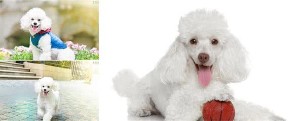 养贵宾犬会遇到哪些问题，受不了就别养，不然有你烦的