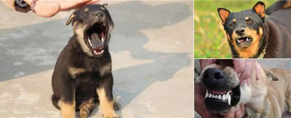 没钱的朋友请进,世界猎犬土猎犬乃是百里挑一,应该如何挑选?