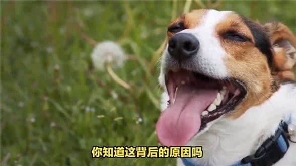 狗狗夏天吐舌头:背后的科学原理与小实验—动物世界