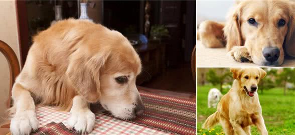 导致狗狗毛发发白的七种原因，你知道的有哪些?