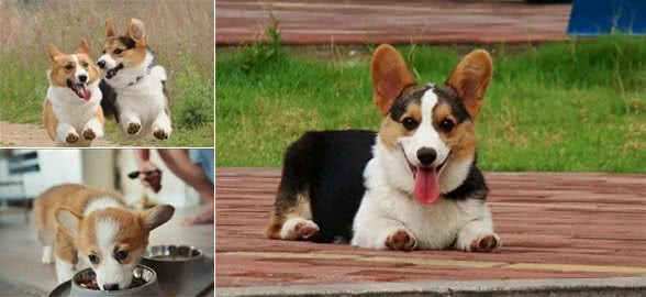 盘点小短腿柯基犬，据说一直是英国皇室宠物，深受人们喜爱