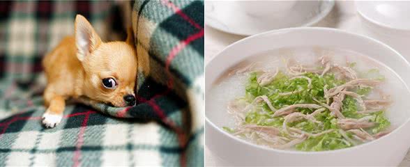 狗狗关节炎痛得起不来怎么办?患上关节炎的狗狗应该怎么护理?