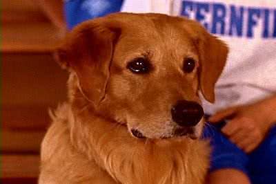 啊，这些狗真的太好吃啦!