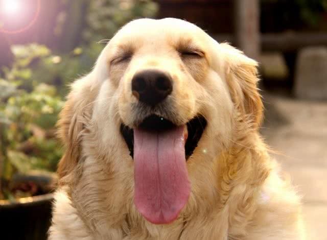 啊，这些狗真的太好吃啦!