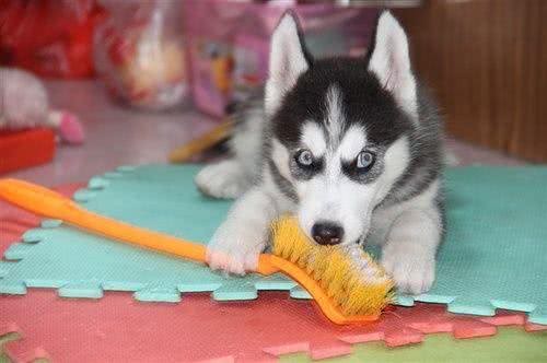 啊，这些狗真的太好吃啦!