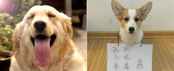 啊，这些狗真的太好吃啦!