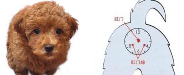 我们如何正确的给狗狗清理肛门腺?