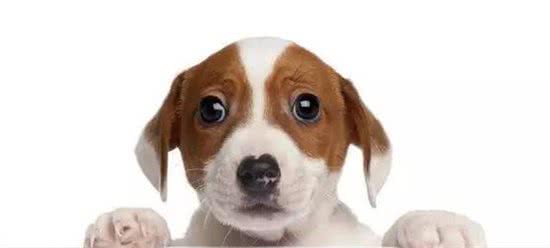 狗狗真的可以喝牛奶吗?