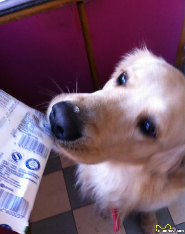 狗狗真的可以喝牛奶吗?