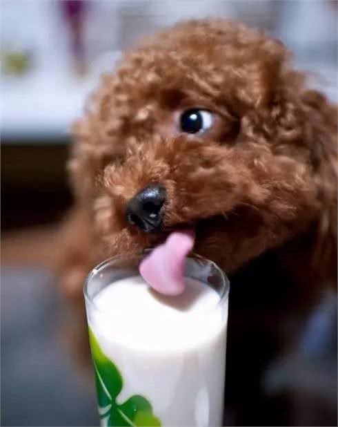 狗狗真的可以喝牛奶吗?