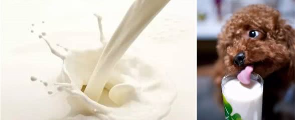 狗狗真的可以喝牛奶吗?