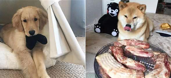 狗狗爱闻的几种味道,只要你身上有一种,就能吸引它