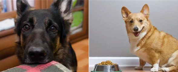 忠犬才会有的几个特征,你家狗狗中几点?