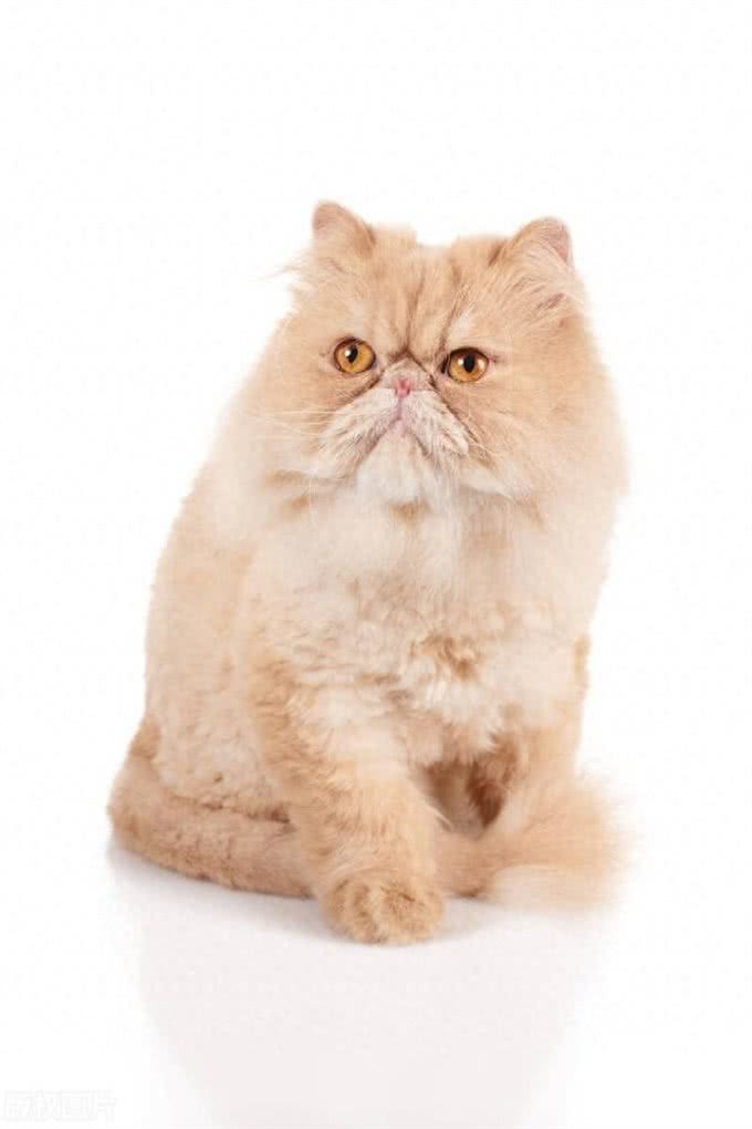 波斯猫的蓝色眼睛与耳聋之谜，三花猫的性别秘密和猫咪的肚子语言