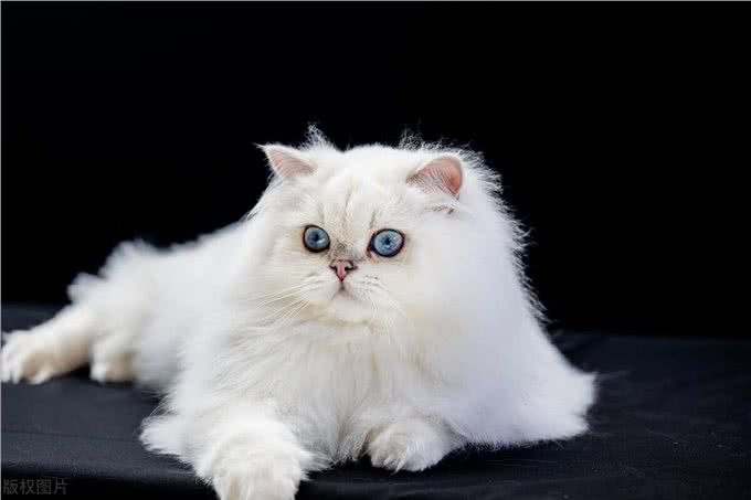 波斯猫的蓝色眼睛与耳聋之谜，三花猫的性别秘密和猫咪的肚子语言