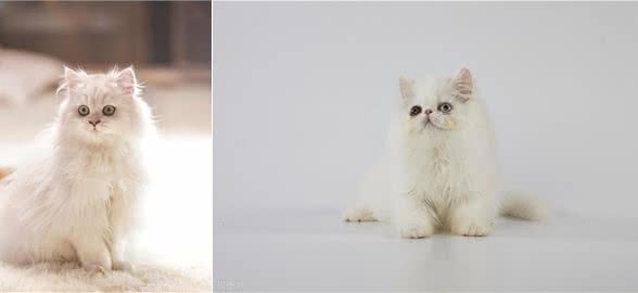 波斯猫的蓝色眼睛与耳聋之谜，三花猫的性别秘密和猫咪的肚子语言