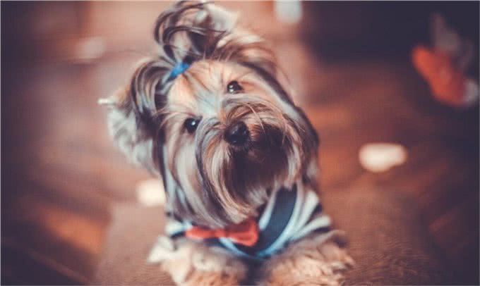 狗狗打疫苗很重要，但有这些情况不要打