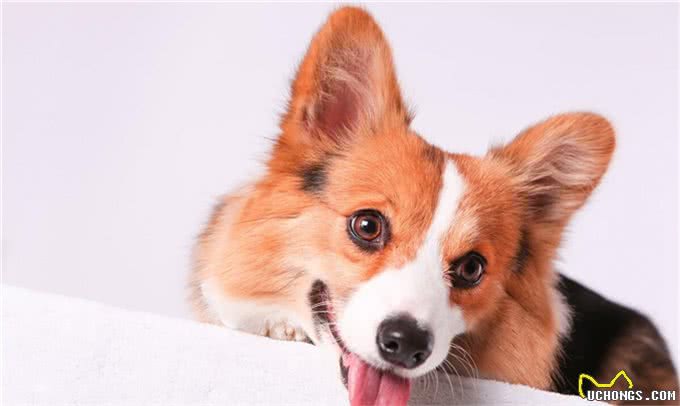 狗狗打疫苗很重要，但有这些情况不要打