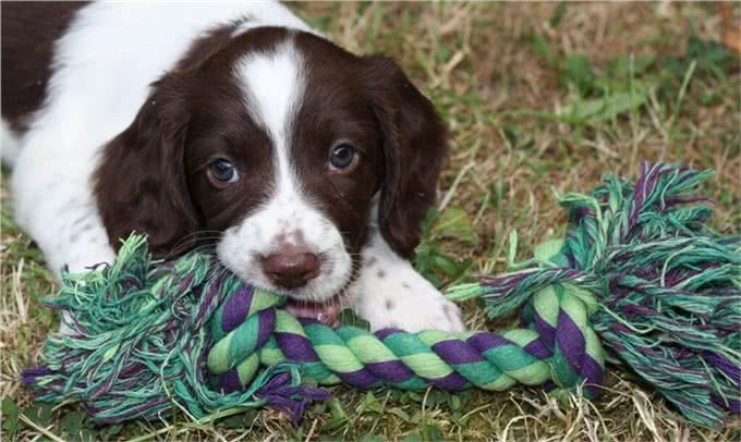 狗狗打疫苗很重要，但有这些情况不要打
