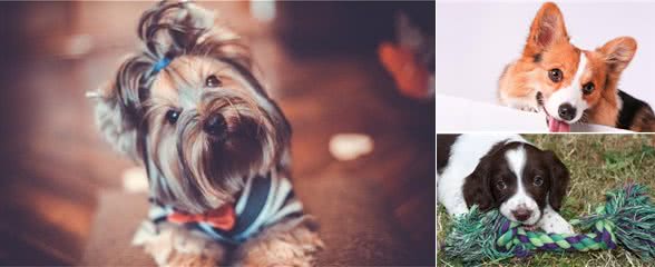 狗狗打疫苗很重要，但有这些情况不要打