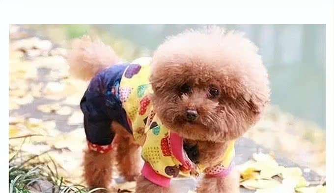 狗能喝奶粉吗?知识小分享