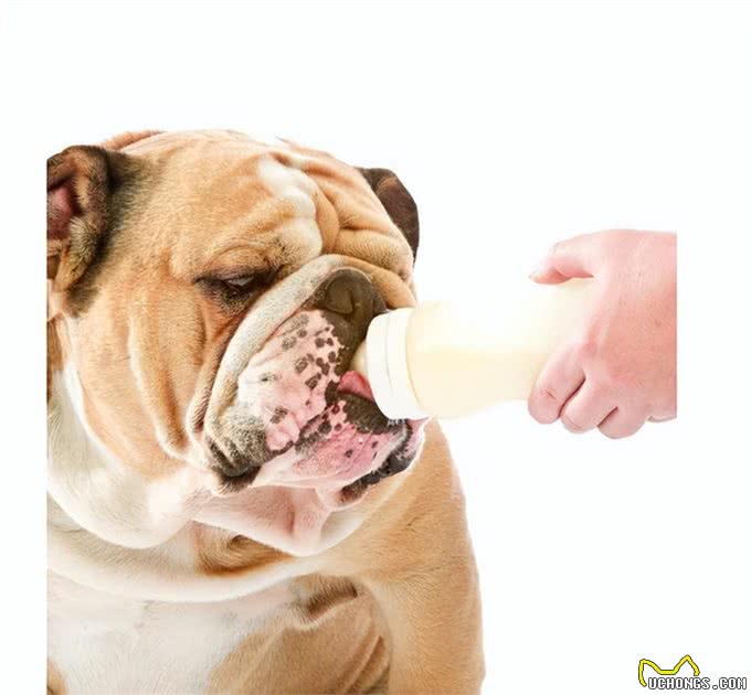 狗能喝奶粉吗?知识小分享