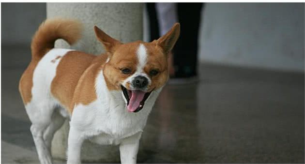 狗能喝奶粉吗?知识小分享