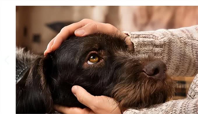 狗能喝奶粉吗?知识小分享