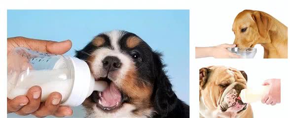 狗能喝奶粉吗?知识小分享