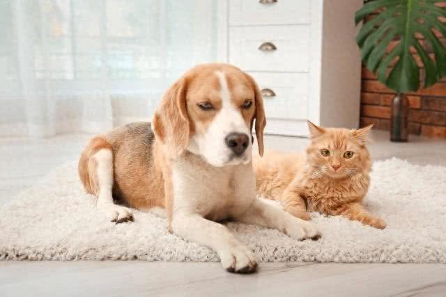 猫狗一起养要注意哪些?