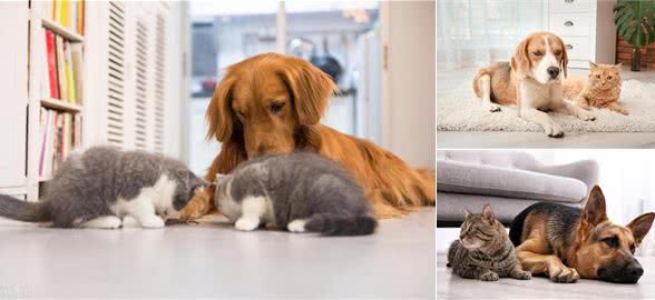 猫狗一起养要注意哪些?