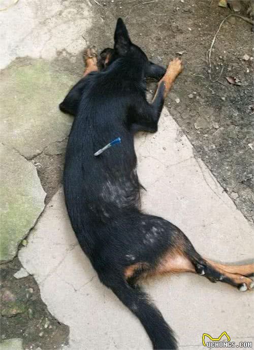 狗狗走失不用慌，多种方法助你寻