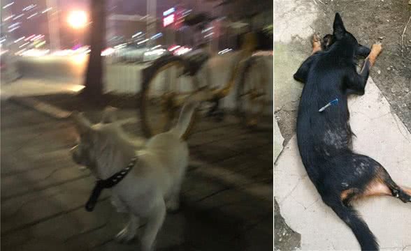 狗狗走失不用慌，多种方法助你寻