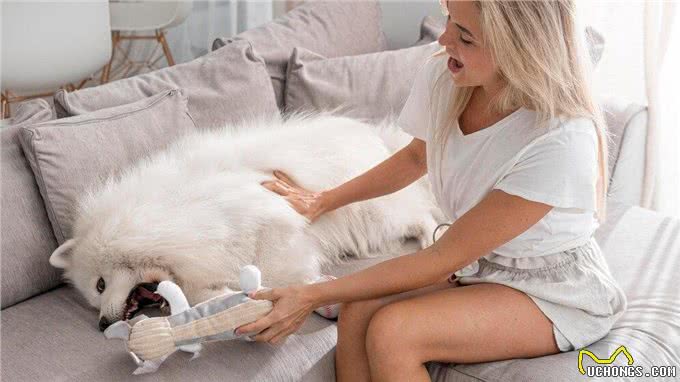 养狗后家里都是狗毛?怎么解决家里的狗狗掉毛严重的问题