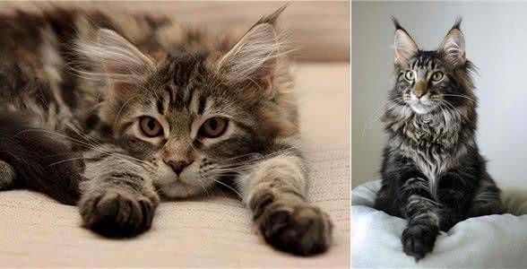 每天带你了解一种猫—缅因猫