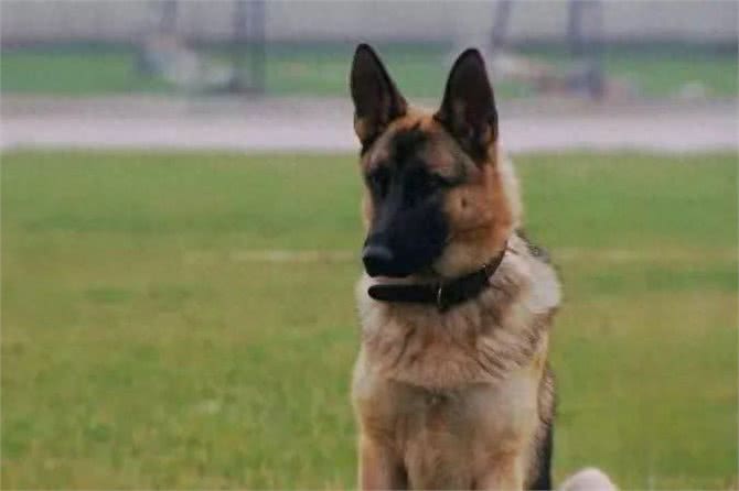 国产六边形战士—昆明犬