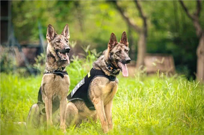 国产六边形战士—昆明犬