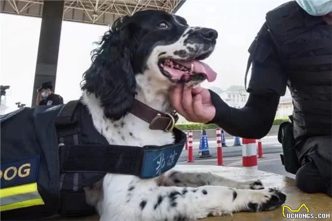 国产六边形战士—昆明犬