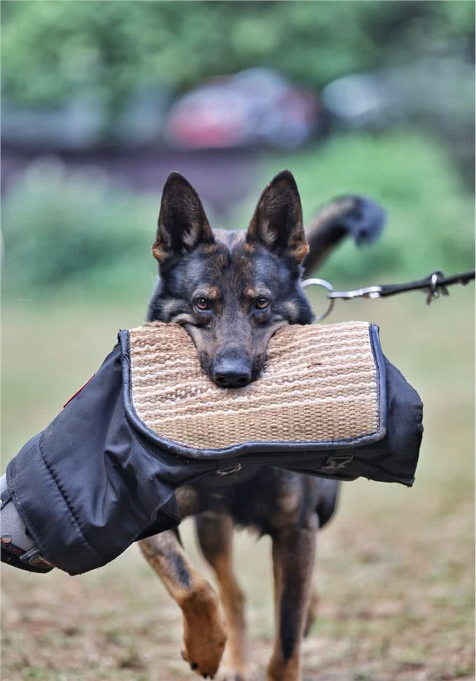 国产六边形战士—昆明犬