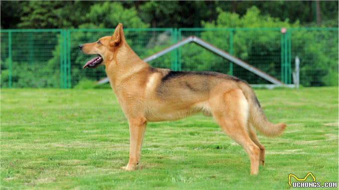 国产六边形战士—昆明犬