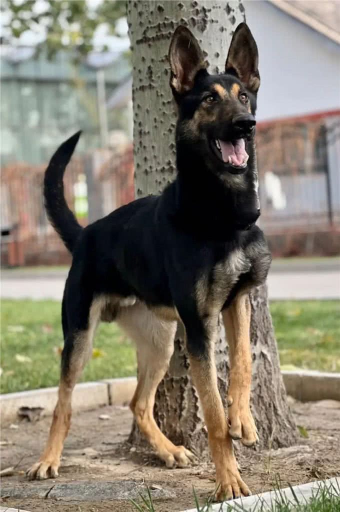 国产六边形战士—昆明犬