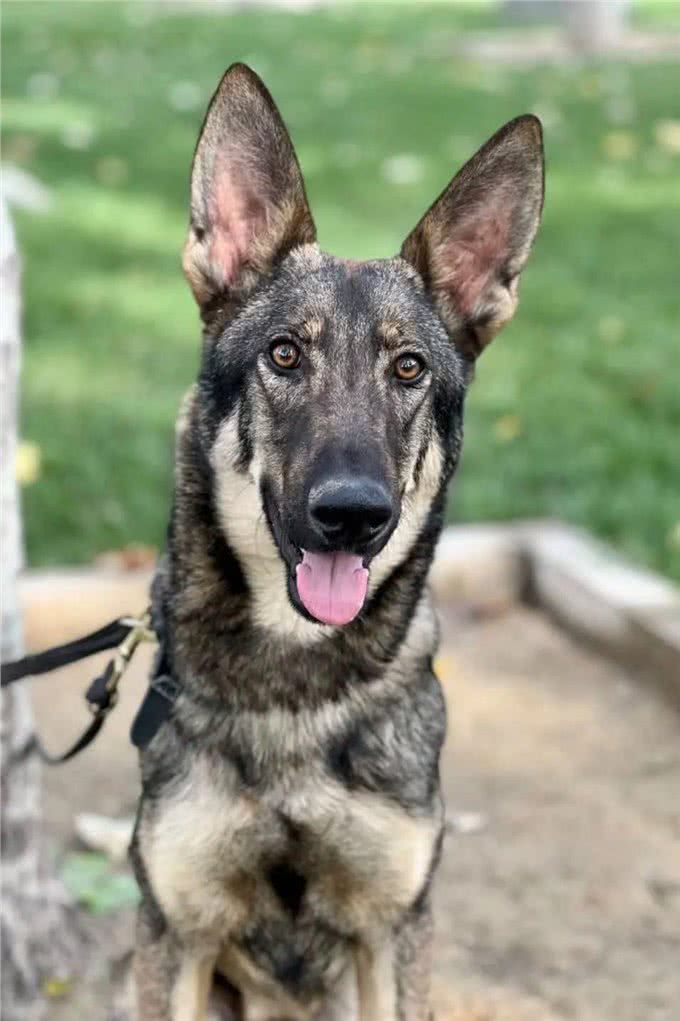 国产六边形战士—昆明犬