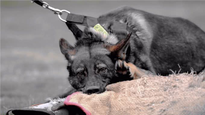 国产六边形战士—昆明犬