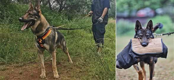 国产六边形战士—昆明犬