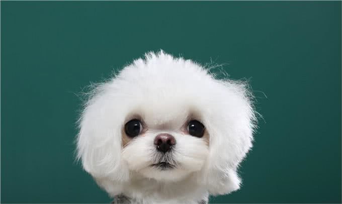 长假宅家，给孩子养什么小动物省心省力?推荐这几种，优缺点分析