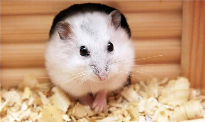 长假宅家，给孩子养什么小动物省心省力?推荐这几种，优缺点分析